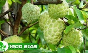 phòng tránh côn trùng chích hút trên cây quả na